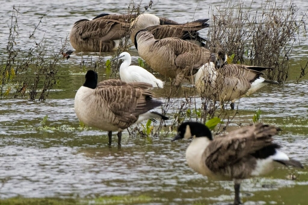 Egret amongst Geese by cherylrose