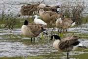 13th Dec 2023 - Egret amongst Geese