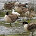 Egret amongst Geese by cherylrose