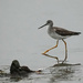 Yellowlegs in the Fog by falcon11