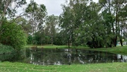 27th Dec 2023 - Pond @Pinner park Nanango,QLD
