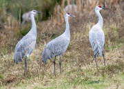 24th Dec 2023 - Sandhill crane family