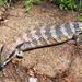 Another Pregnant Blue Tongue Lizard by onewing