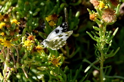 27th Dec 2023 - WHITE CHECKERED BUTTERFLY