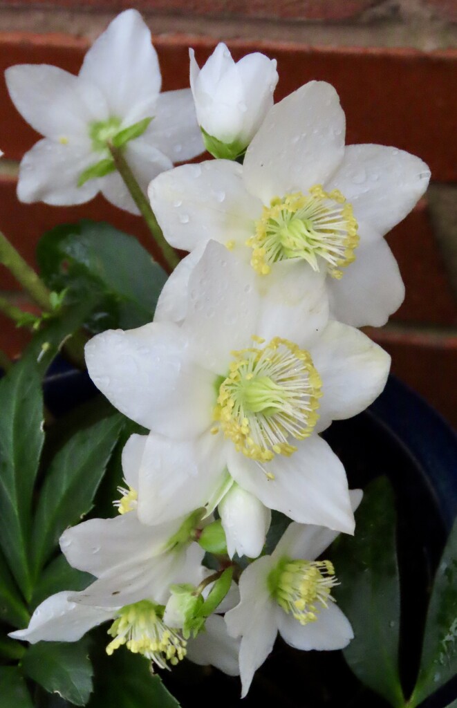 Wet day, lovely Hellebore  by orchid99