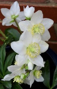 27th Dec 2023 - Wet day, lovely Hellebore 