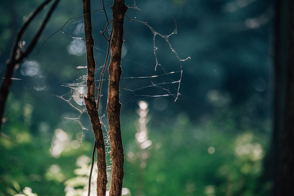 spider web by mistyhammond