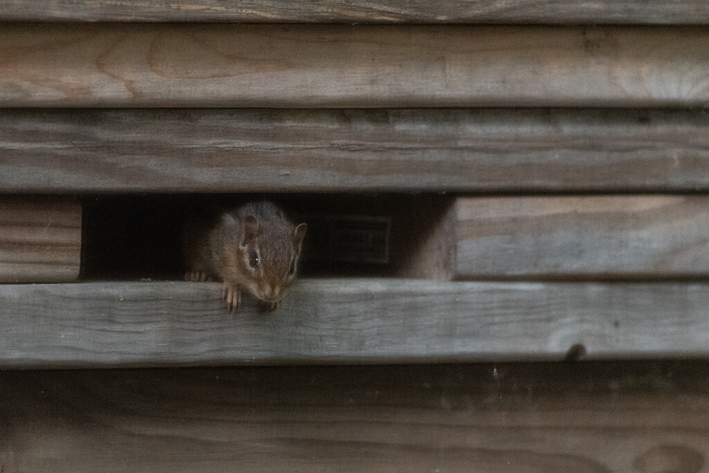 little chipmunk by mistyhammond