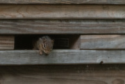 26th Sep 2023 - little chipmunk