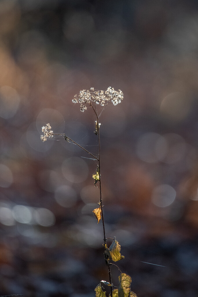 beauty is in the eye of the beholder by mistyhammond