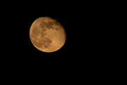 29th Nov 2023 - red moon