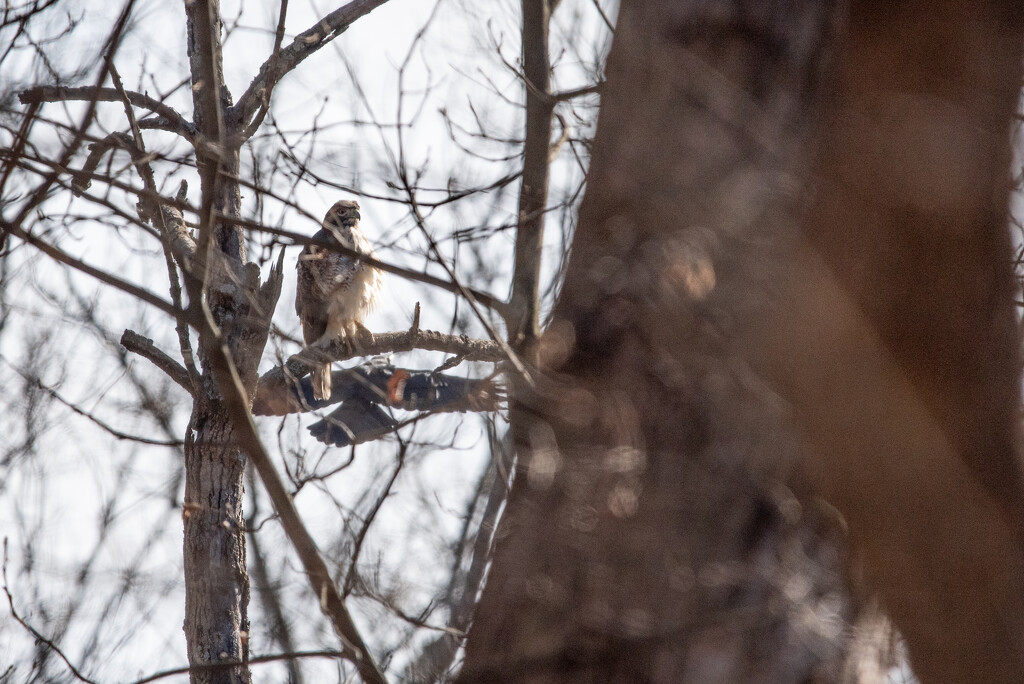 Hawk with crow by mistyhammond