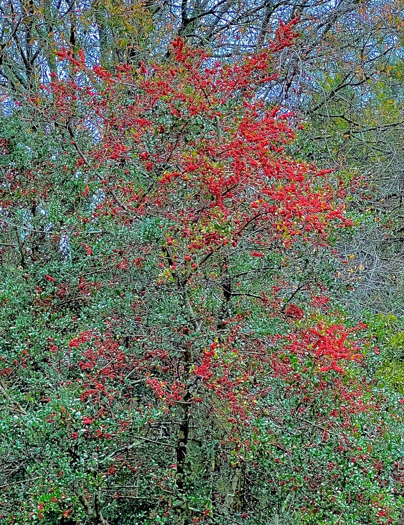 Holly brighten the winter landscape by congaree