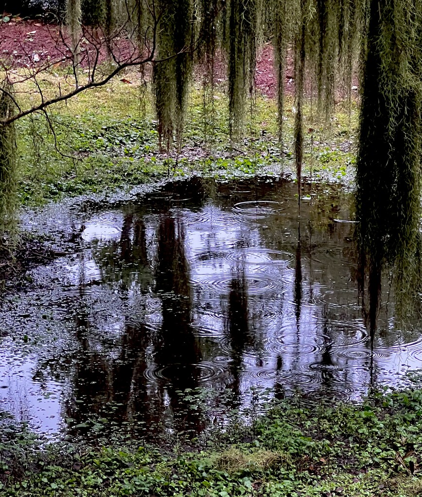 Rain puddle by congaree
