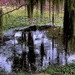 Rain puddle by congaree