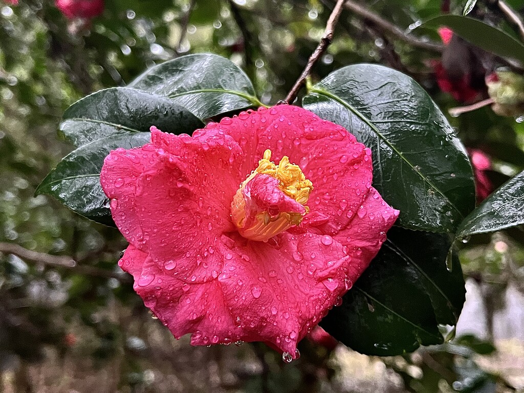 Camellia after a rain shower by congaree