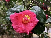 27th Dec 2023 - Camellia after a rain shower