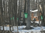 18th Mar 2023 - Maple Syrup Time