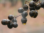 27th Dec 2023 - Berries with Gold Raindrops
