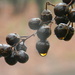 Berries with Gold Raindrops by sfeldphotos