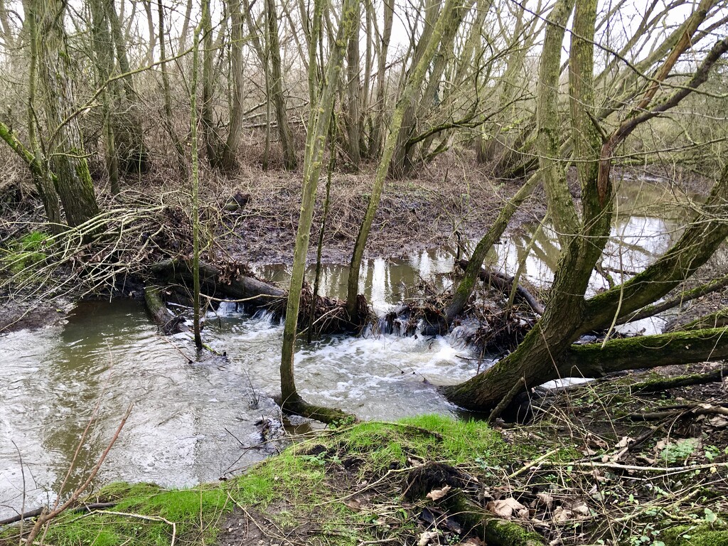 RSPB Middleton Lakes by moominmomma