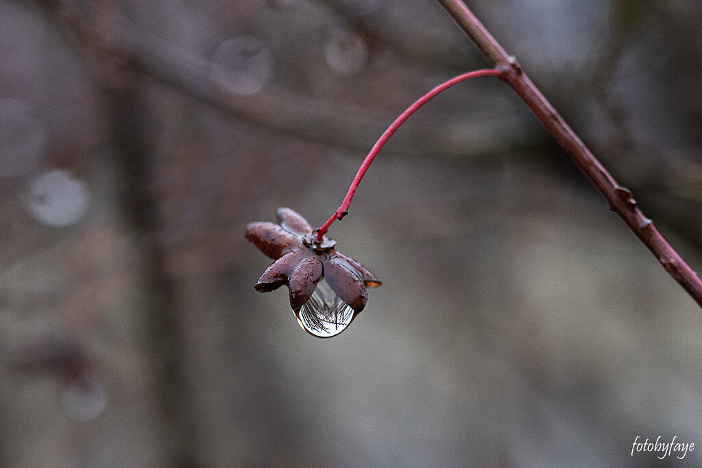 Winter Raindrop by fayefaye