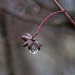Winter Raindrop by fayefaye
