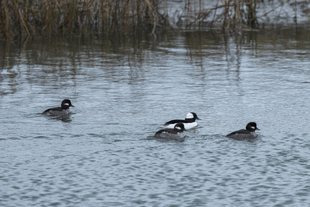 Follow the Leader by swchappell