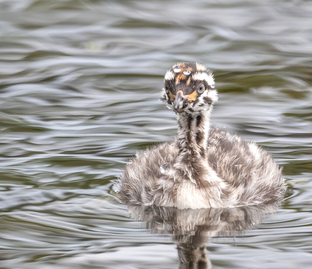 Is this a Great Crested Grebe? by creative_shots