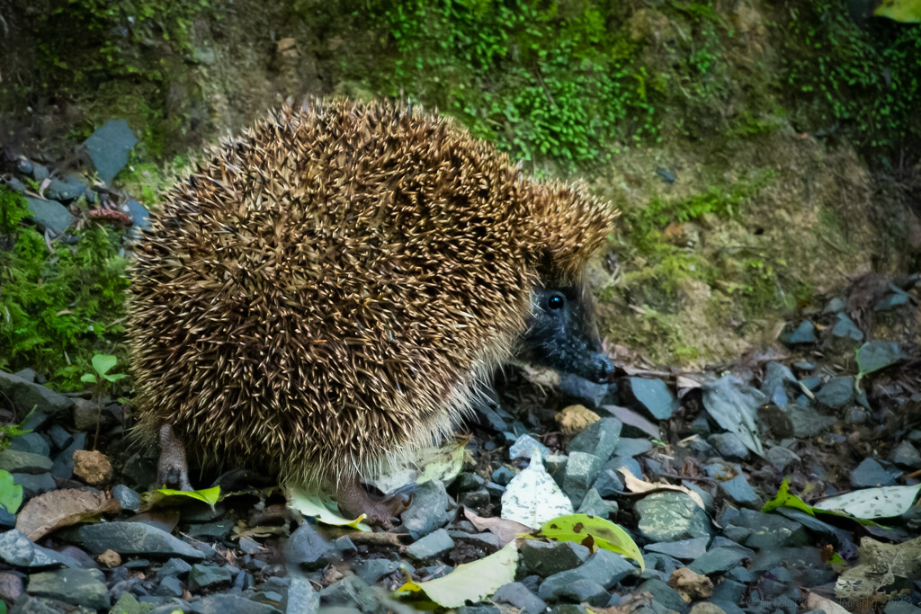 Hedgehog by nickspicsnz