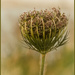 Queen Annes Lace Going Over by nickspicsnz