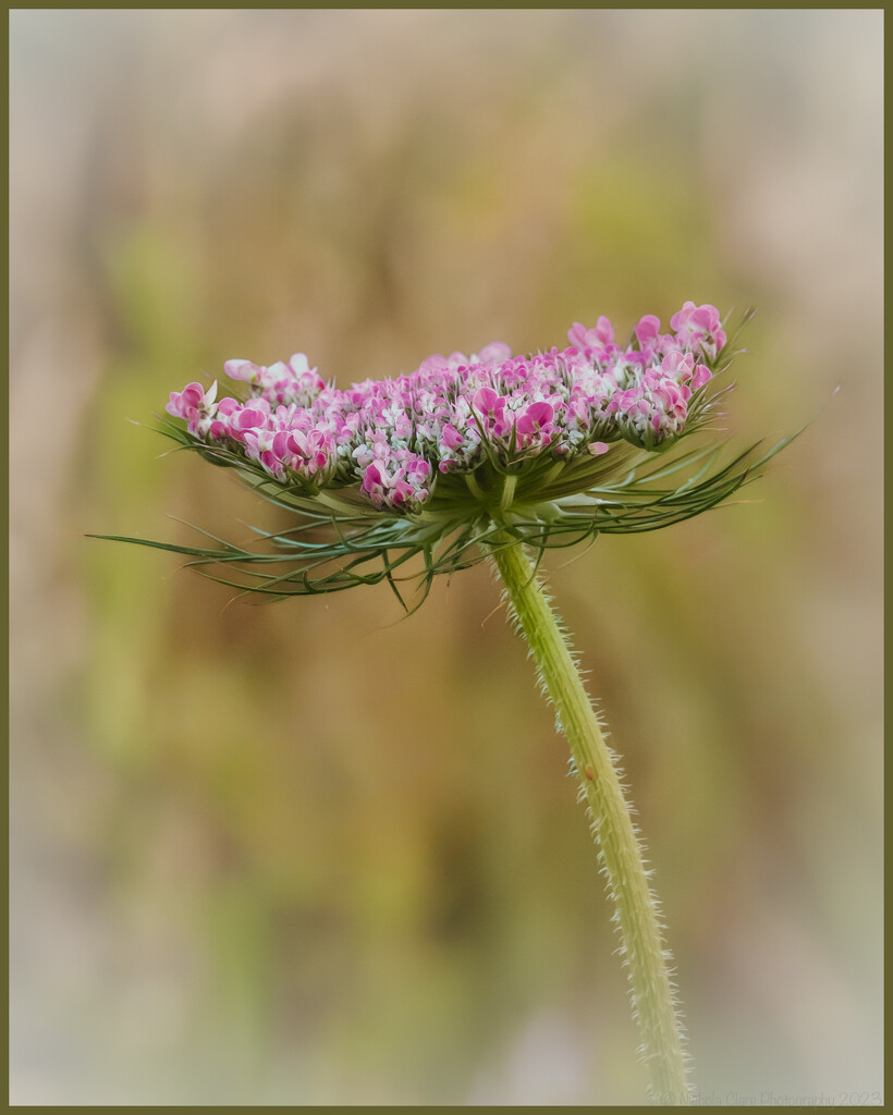 Queen Annes Lace starting to open by nickspicsnz