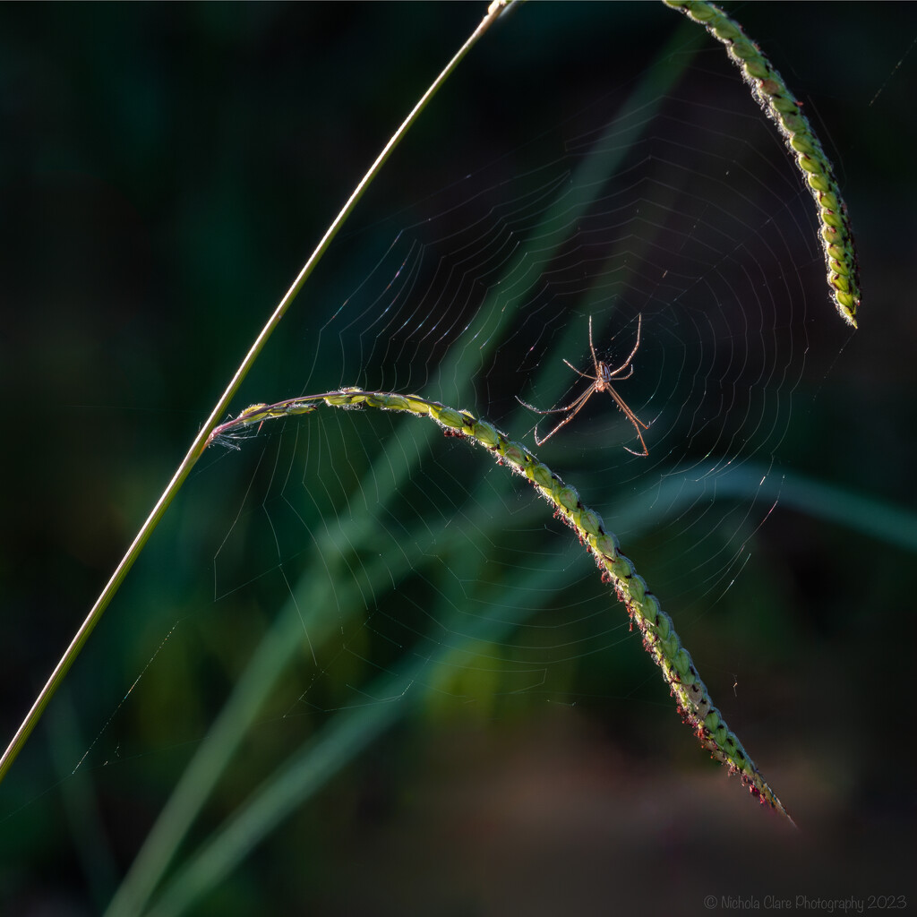 Spider on Web by nickspicsnz