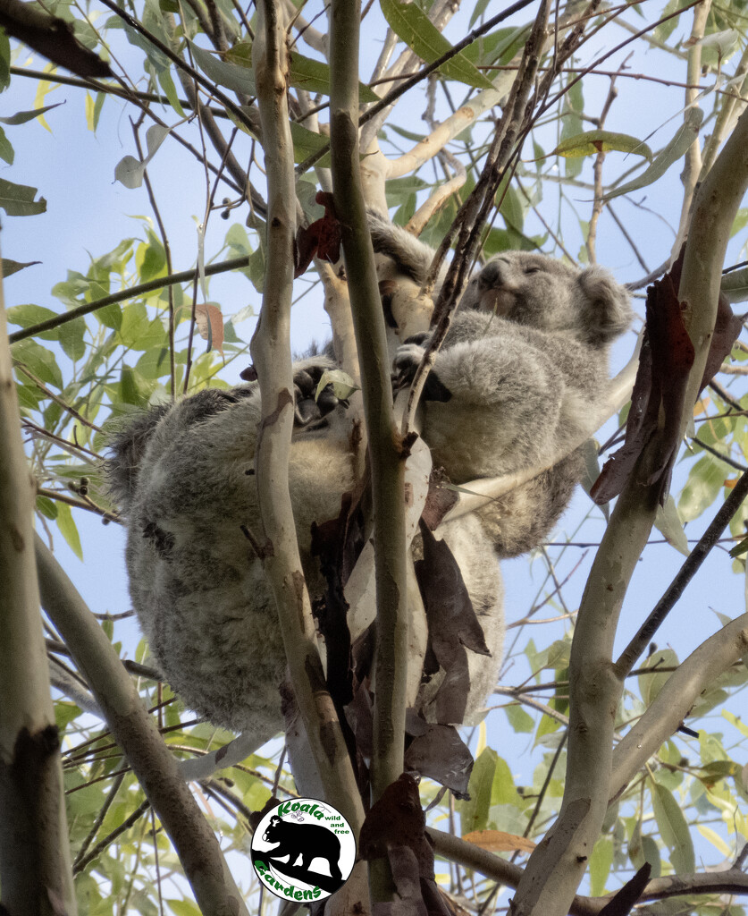 trifecta! by koalagardens