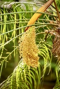 28th Dec 2023 - Seed Pod 