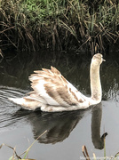 28th Dec 2023 - Young swan