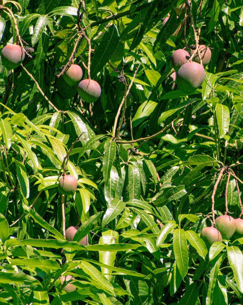 Mango Season by cocokinetic