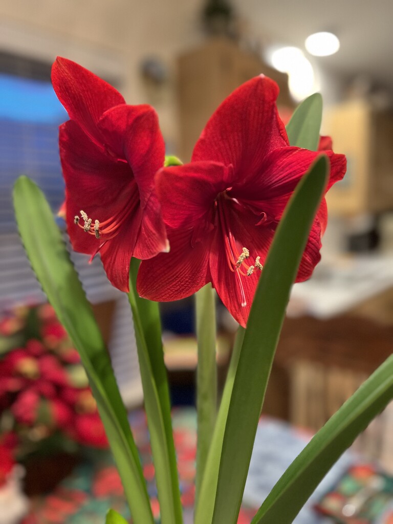 My Amaryllis bloomed on Christmas Day by louannwarren