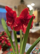 25th Dec 2023 - My Amaryllis bloomed on Christmas Day