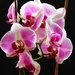 Blooming Christmas Orchid!! by 365anne