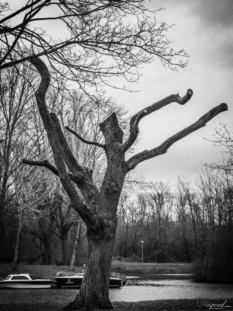 Old tree by rbrettschneider