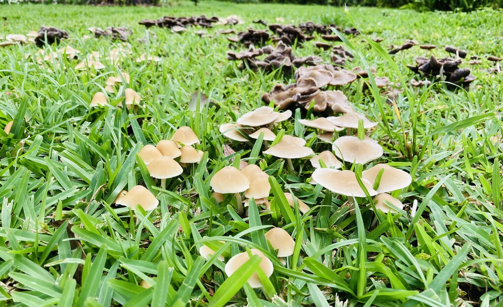 Mushrooms  by zambianlass
