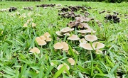 18th Dec 2023 - Mushrooms 