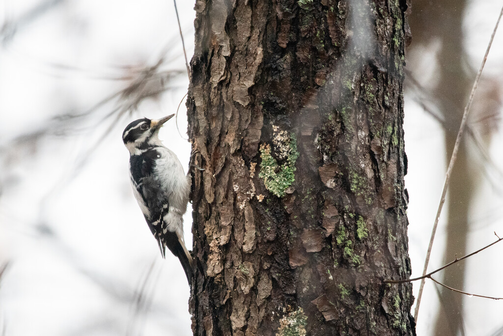 Little woodpecker on a rainy day by mistyhammond