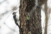 21st Nov 2023 - Little woodpecker on a rainy day