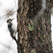 Little woodpecker on a rainy day by mistyhammond