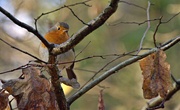 26th Dec 2023 - robin