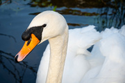 17th Dec 2023 - The Swan