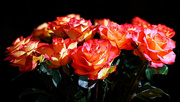 28th Dec 2023 - Janet's Roses.........985