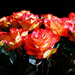 Janet's Roses.........985 by neil_ge